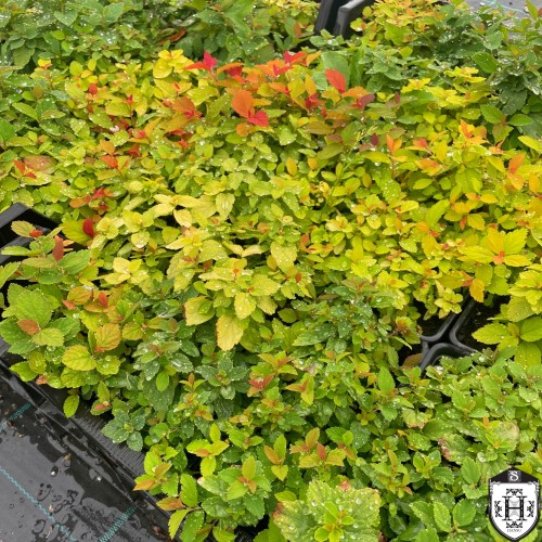 Spiraea japonica mix - Jaapani enelas mix C3/3L